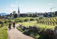 Alsace cyclotourisme :  La route des vins attire de plus en plus de touristes à vélos